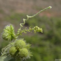 Tragia gallabatensis Prain
